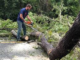 How Our Tree Care Process Works  in  Mount Cob, PA